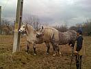 Percheron