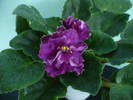 P1110392
