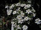 Clematita alba 2007