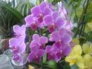orhidee inflorita complet