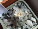 DSCF0464