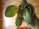 Episcia Silver Fog
