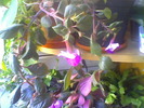 achimenes