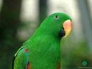 Wallpapers - Parrots - 31