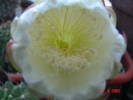 DSC05867