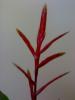 Vriesea