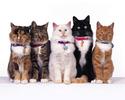 Copy of Poze cu Animale_ Animale pentru Desktop_ Wallpaper Pisici_ Brigada de pisici