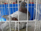DSCN0164