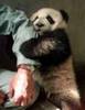 Ursii panda (21)