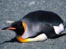 Imagini Pinguini Animale_ Imagini cu Animale_ Imagini Pinguini