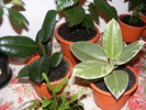 FICUS