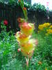 Gladiola olandeza