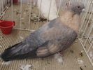 swift egiptean 3