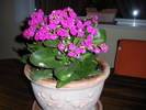 Kalanchoe