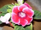 gloxinia