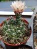 Gymnocalycium capillaense