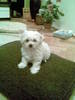 Image036