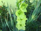 gladiola verde