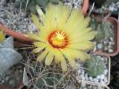 Astrophitum senile