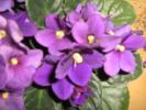 violete