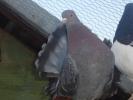 Picture 039