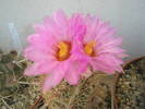 Thelocactus bicolor v. tricolor - 06.06