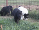 poze 04.05.2009 149