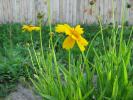 cosmos sulphureus