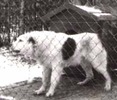 iancu%201988%20mm