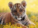 Imagini cu Animale_ Imagini cu Tigri_ Poze Animale Tigri