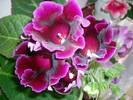 Flori 2009 007