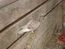 DSC02696