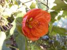 abutilon