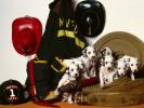 Imagini cu dalmatieni
