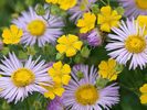 Fleabane and Buttercups, Colorado