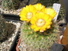 Parodia aureispina - 01.07