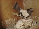 P9061438