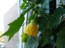 Abutilon