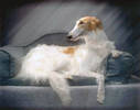 Borzoi