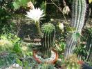 Echinopsis eyresii