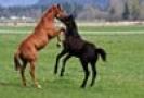 t_1010_horses[1]
