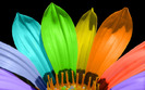 multicolor-petals