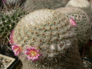 mammillaria_nourrediniana