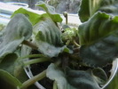Picture 026