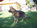 mihai (62)