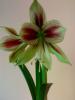 Hippeastrum papillio