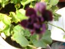 aug 2008 047
