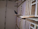 porumbei10 060