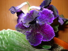 DSC05551