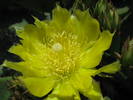 Opuntia, detaliu floare